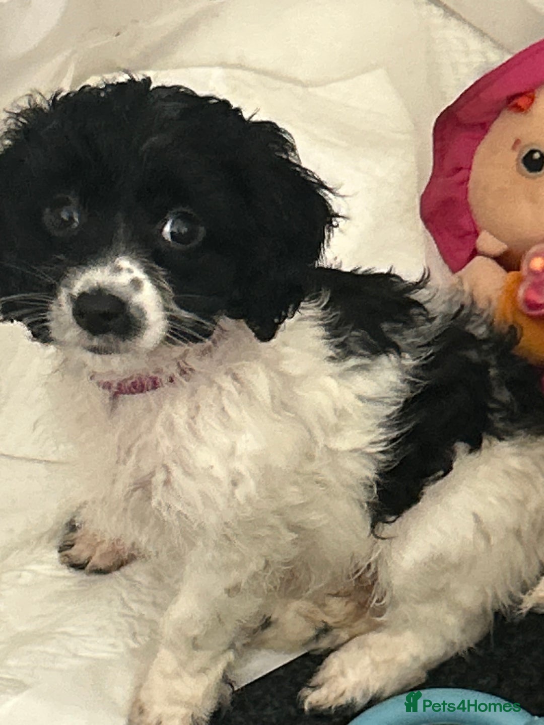 Cockapoo dogs for sale: Three beautiful cockapoos  - Advert 2