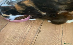 Mixed Breed cats for sale: Adorable Kittens  - Image 2