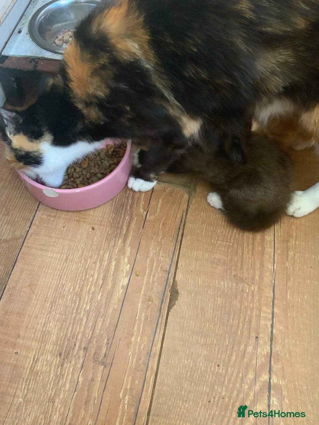 Mixed Breed cats for sale: Adorable Kittens  - Image 2