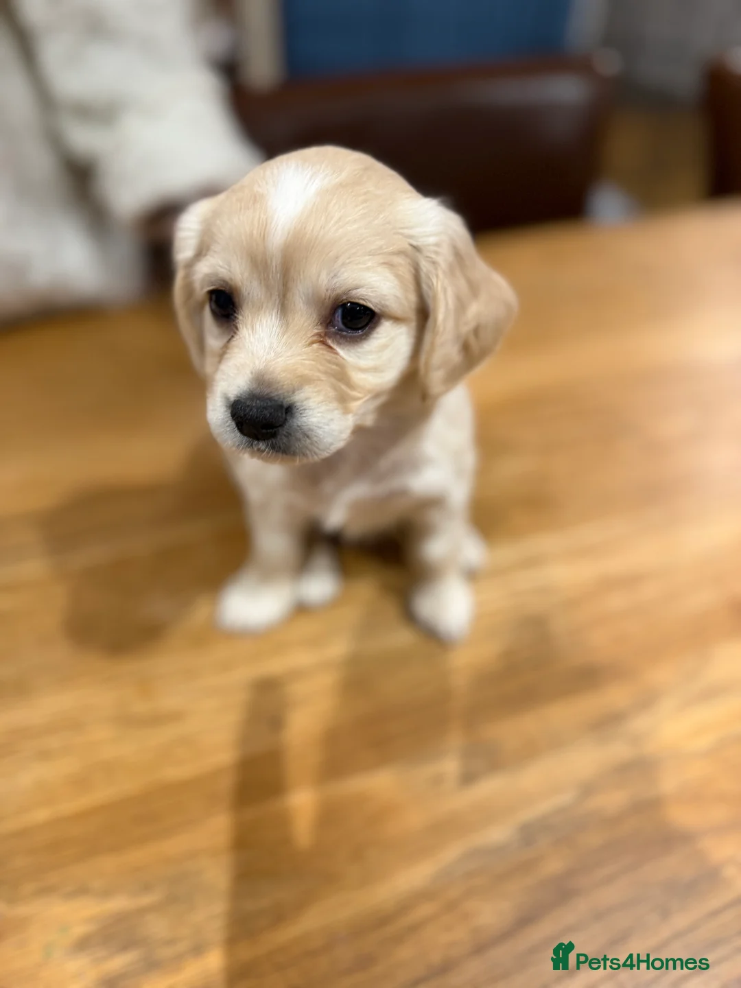Mixed Breed dogs for sale: Chi-spaniels  - Advert 18