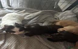 Cocker Spaniel dogs for sale: KC FTCH working cocker spaniel puppy’s  - Image 14