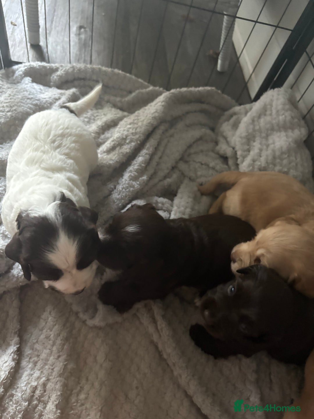 Cocker Spaniel dogs for sale: KC FTCH working cocker spaniel puppy’s  - Image 14