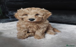 Cockapoo dogs for sale: Cockapoo female puppy  - Image 2