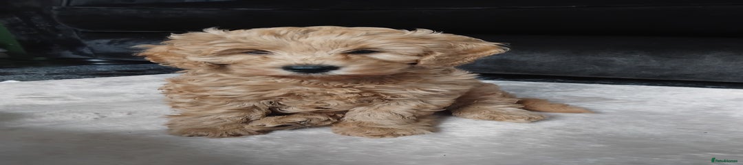Cockapoo Puppy 1
