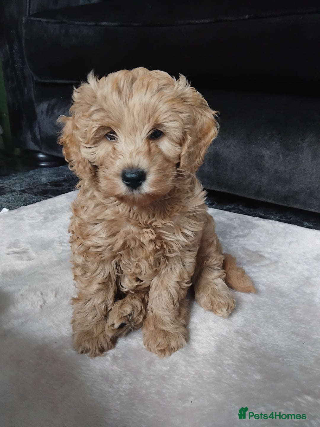 Cockapoo dogs for sale: Cockapoo female puppy  - Image 2