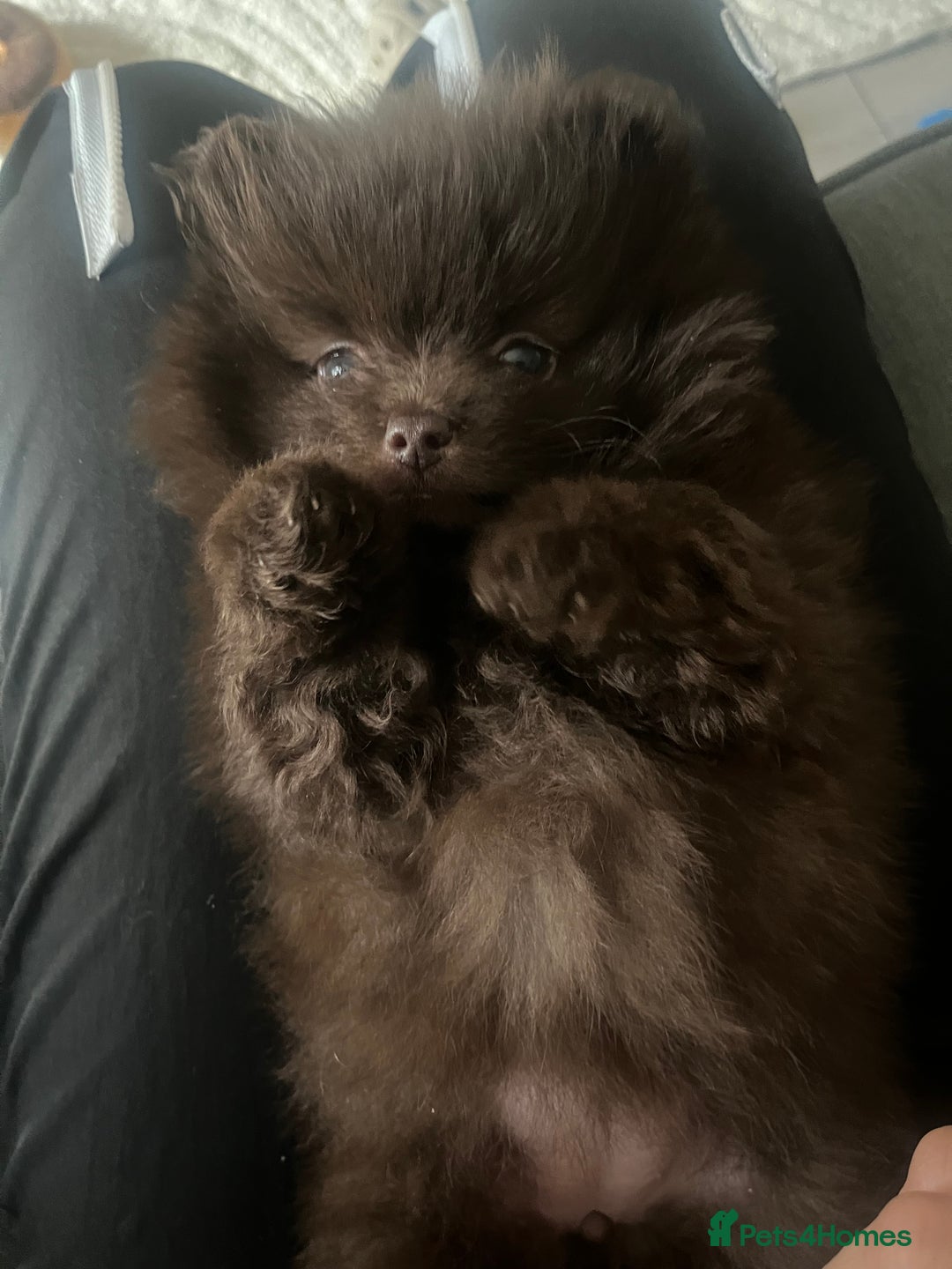 Pomeranian dogs for sale: 4 fluffy cute kc reg Pomeranian puppies  - Advert 3