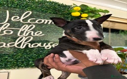 English Bull Terrier dogs for sale: Champion line bull terriers  - Image 25