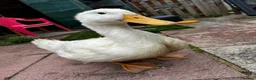 Ducks poultry for sale: Pekin Ducks x3  - Advert 4