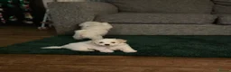 Maltese dogs for sale: Bichon Maltese puppies 🐶  in Northampton - Advert 4