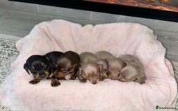 Dachshund dogs for sale: Dachshund puppies - Image 4