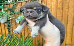 Pug dogs for sale: Kc registered chocolate and tan pug - Image 3