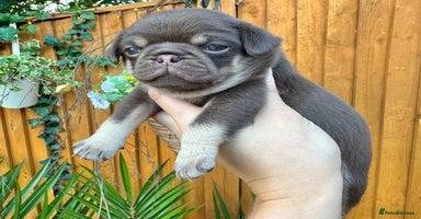 Pug dogs - Advert 3