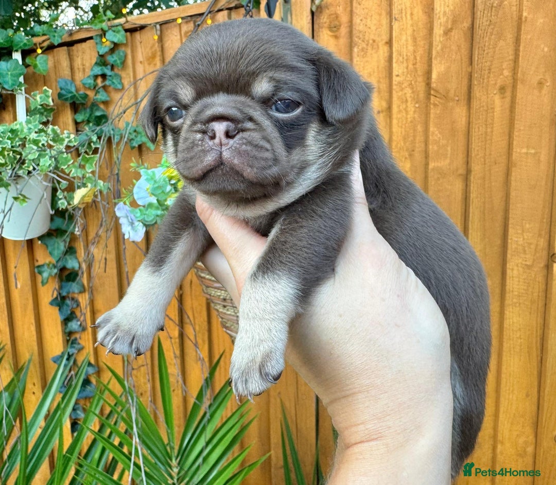 Pug dogs for sale: Kc registered chocolate and tan pug - Image 3