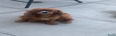 Cavalier King Charles Spaniel