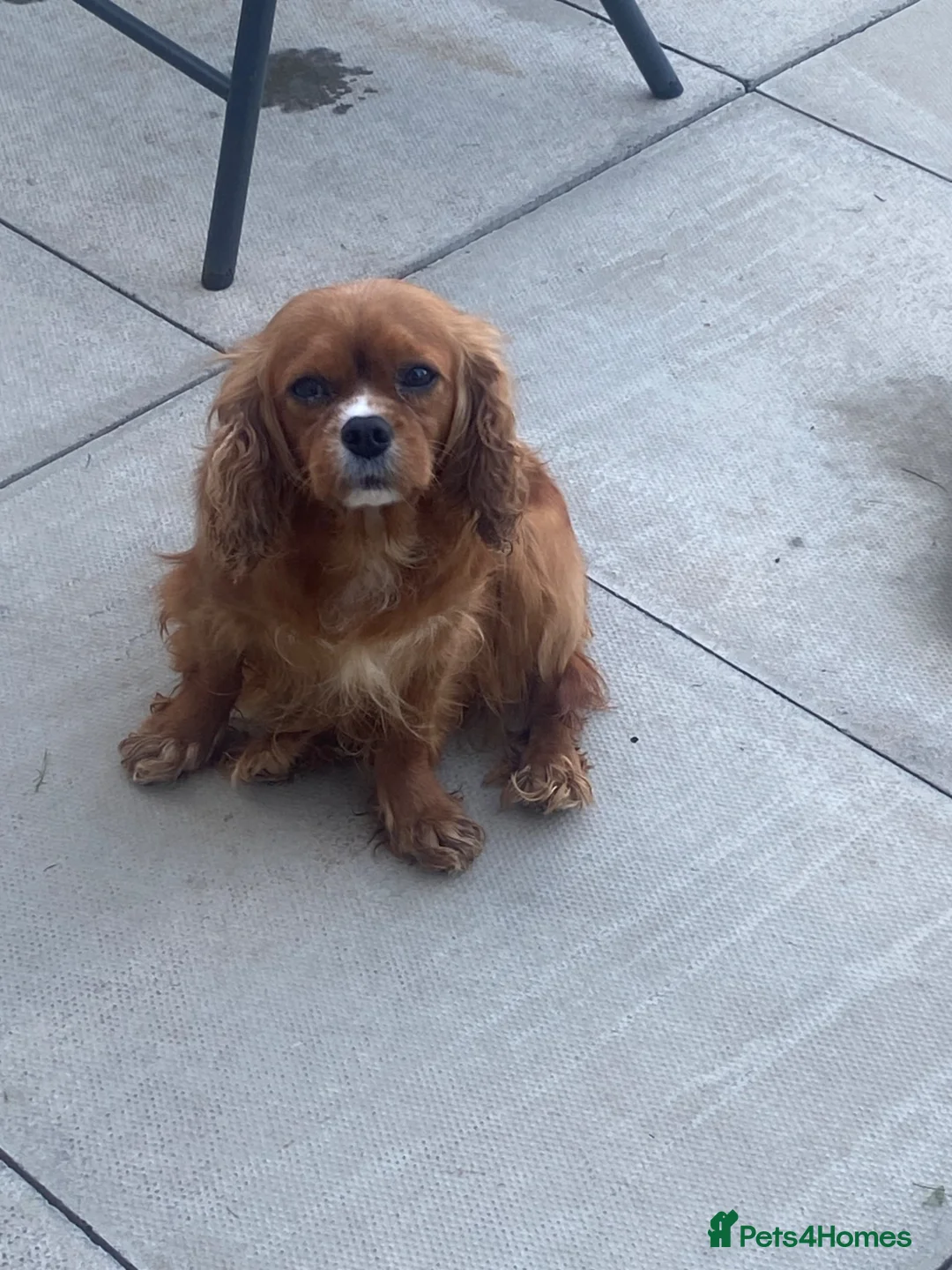 Cavalier King Charles Spaniel dogs for sale: Our Bailey is looking for her new home🩷🐶 - Advert 2