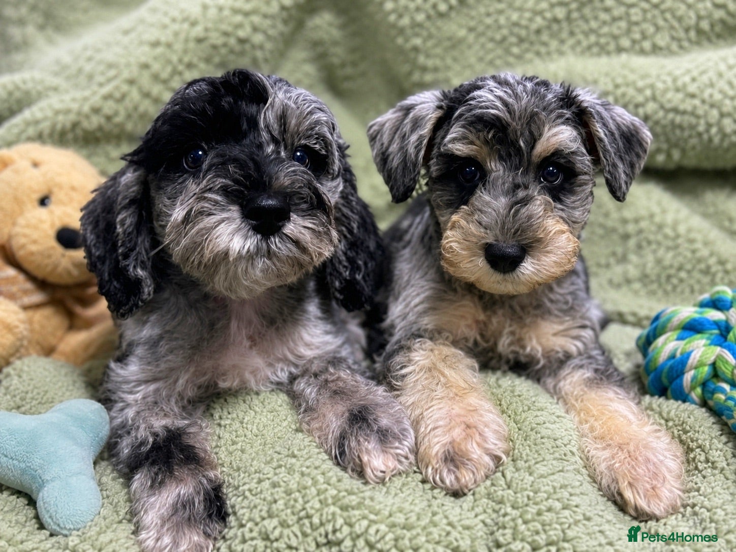 Miniature Schnauzer dogs Two Rare Toy Schnoodles Boys - Advert 13