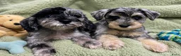 Miniature Schnauzer dogs for sale: Two Rare Toy Schnoodles Boys - Advert 1