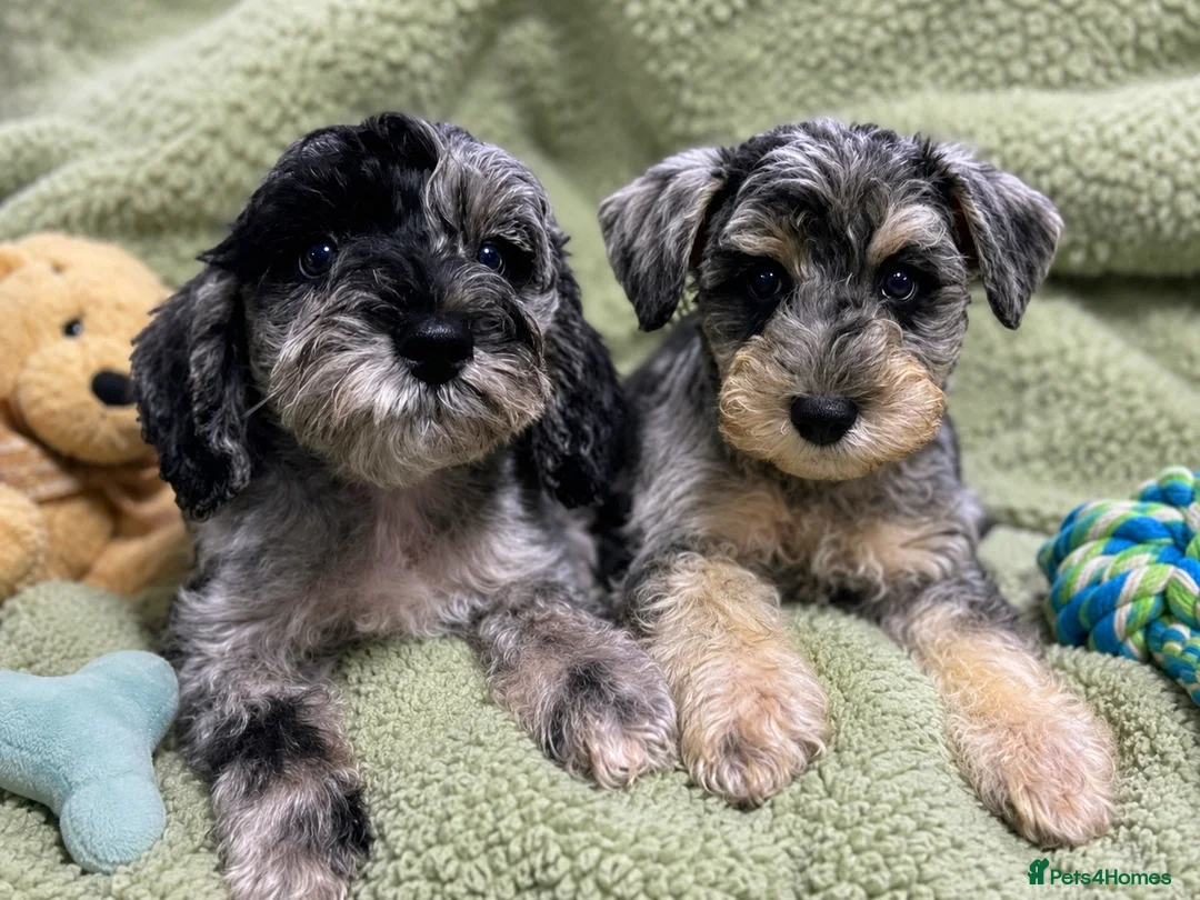 Miniature Schnauzer dogs for sale: Two Rare Toy Schnoodles Boys - Advert 1