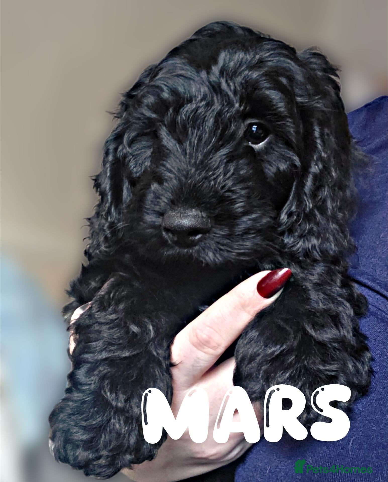 Cockapoo dogs for sale: READY NOW! F1 Cockapoo Puppies - Advert 4