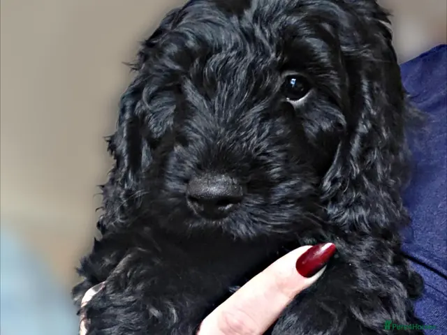 Cockapoo dogs for sale: READY NOW! F1 Cockapoo Puppies - Advert 4