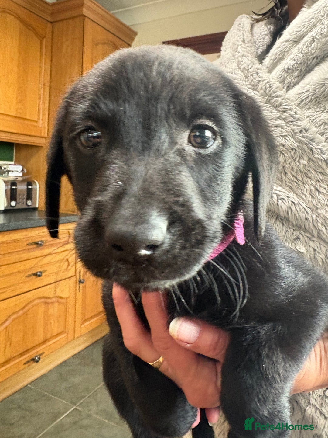 Labrador Retriever dogs for sale: Lovely unexpected litter of Labs - Image 13