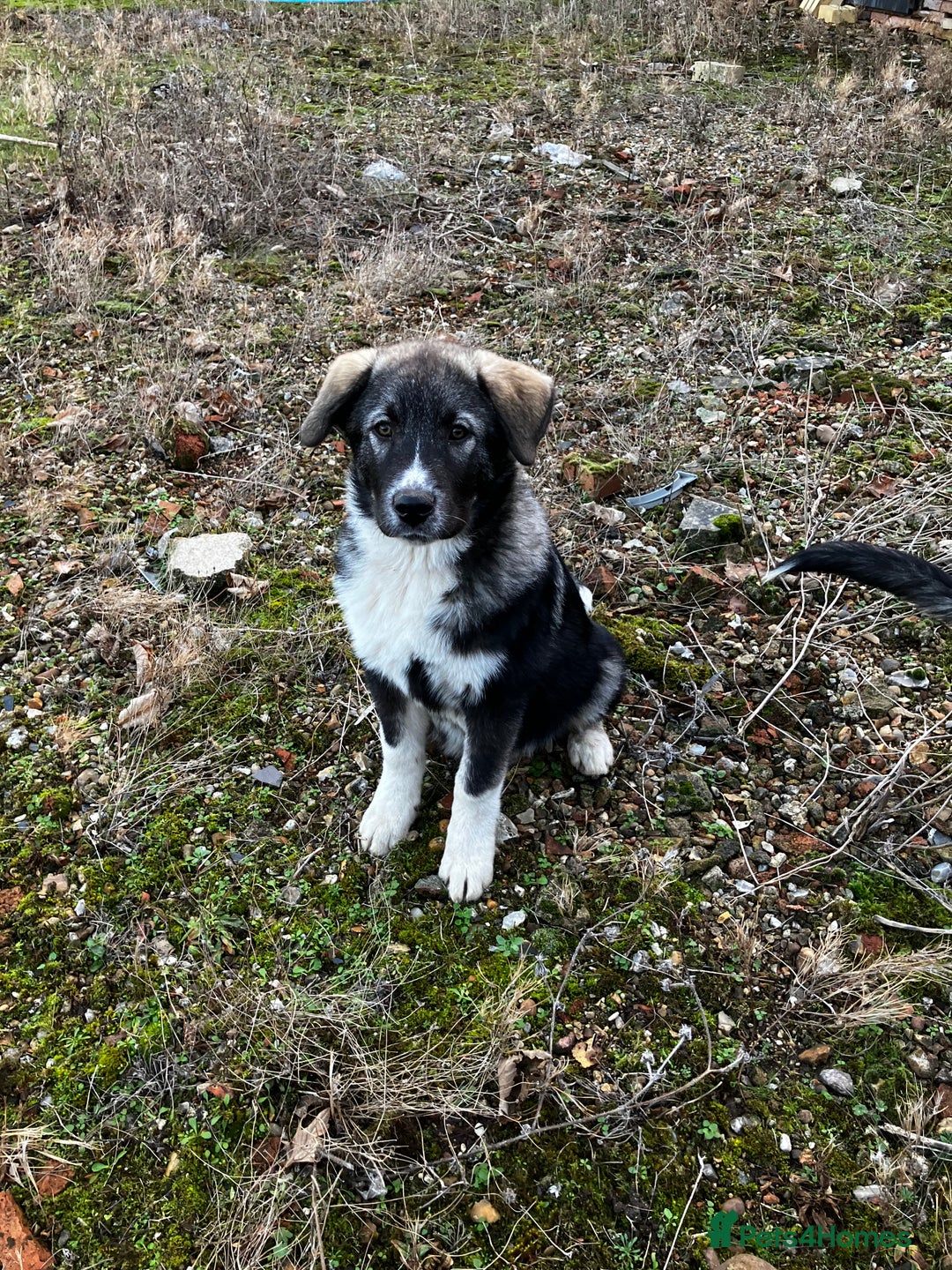 Mixed Breed dogs for sale: READY NOW! Pure Husky x Caucasian Shepherd - Advert 3