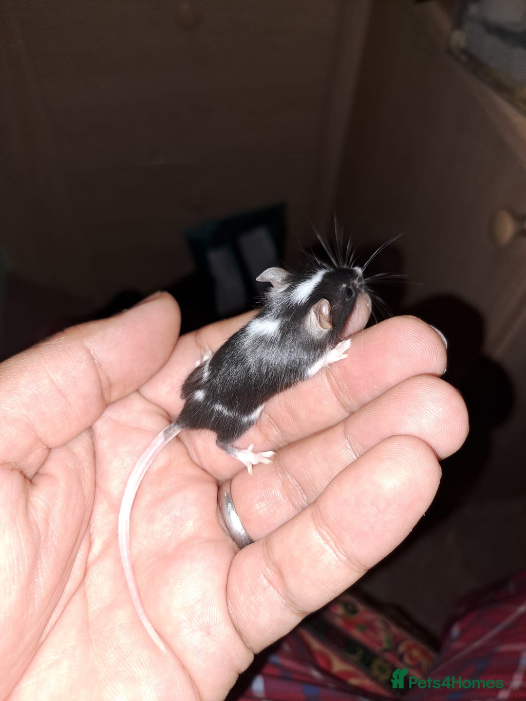 Mouse rodents for sale: Tame pet mice for sale: born 21 July - Image 2