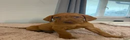 Hungarian Vizsla dogs for sale: 🐶 Beautiful Wired Haired Hungarian Visla Puppies in Saint Helens - Advert 13