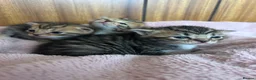 Persian cats for sale: X6 Beautiful fluffy persian X Bengal kittens  - Advert 9