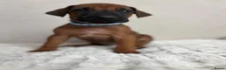 Rhodesian Ridgeback dogs for sale: 12 Gorgeous Rhodesian Ridgebacks   - Advert 12