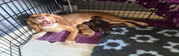 Cocker Spaniel dogs for sale: Working Cocker Spaniel Puppies  - Advert 1