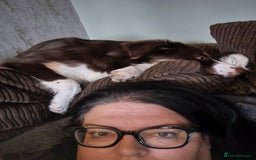 Border Collie dogs for sale: Lana - Border collie - Image 3