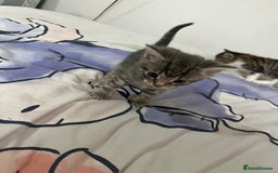 Domestic Shorthair cats for sale: 4 beautiful kittens for sale  - Image 5