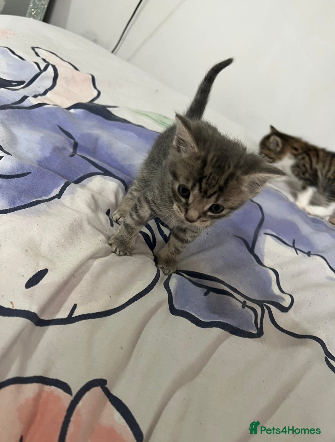 Domestic Shorthair cats for sale: 4 beautiful kittens for sale  - Image 5