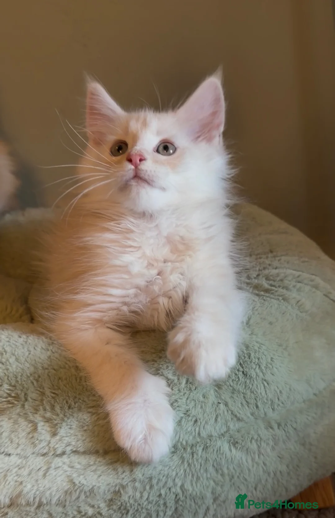 Maine Coon cats for sale: Maine coon kittens READY NOW in Dorking - Advert 1