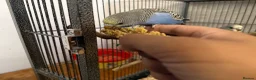 Budgerigars birds for sale: Hand Tame Baby Budgies - Advert 12