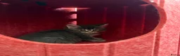 Maine Coon cats for sale: 👑Royal MaineCoon Girls TICA Champion Bloodline!👑 - Advert 28