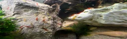 Shrimps fish for sale: Red/Lowgrade Cull shrimp - Advert 3