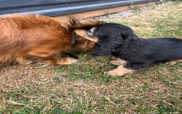 Miniature Dachshund dogs for sale: Miniature Long Haired black & tan bitch - Image 12