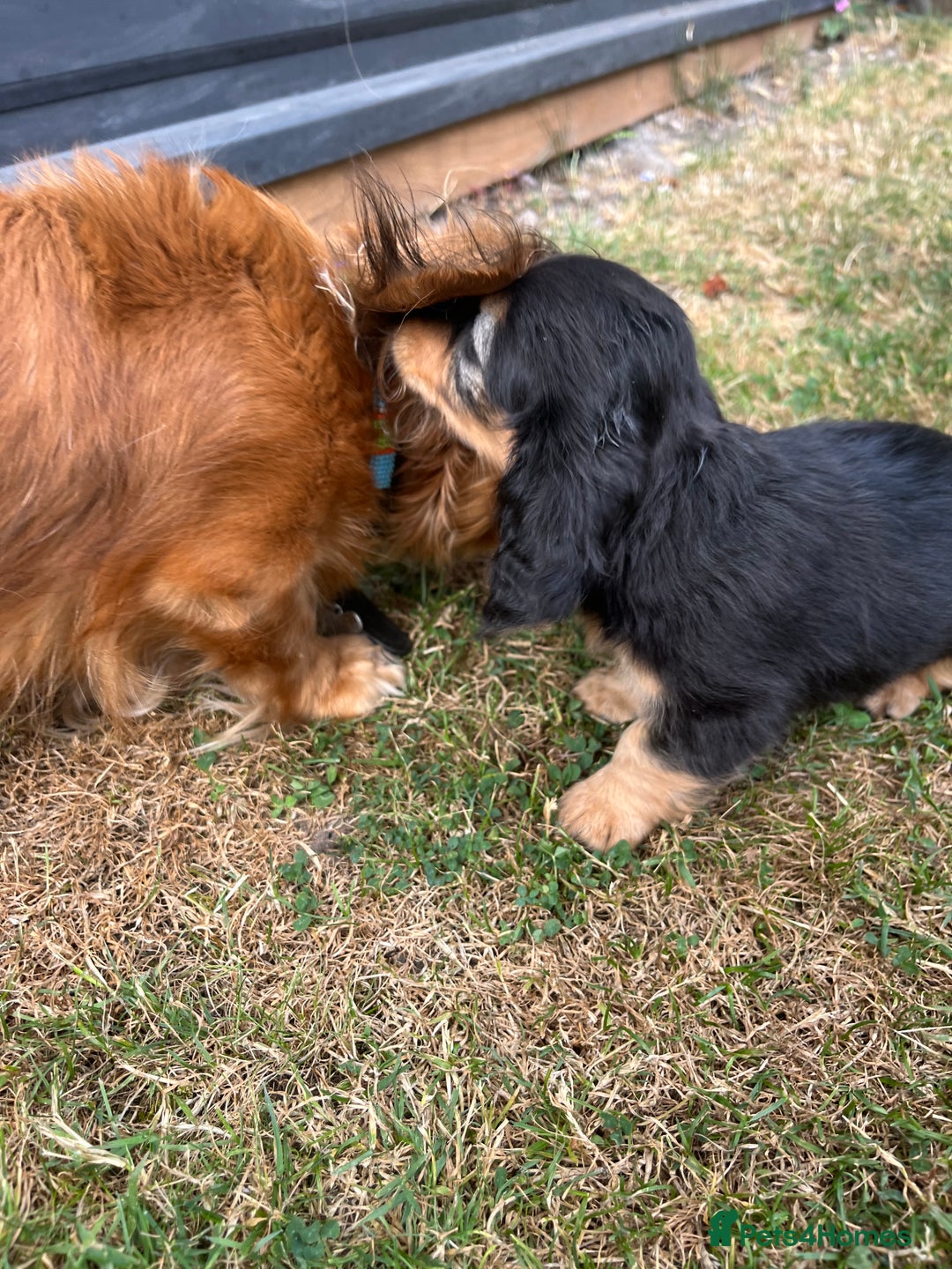 Miniature Dachshund dogs for sale: Miniature Long Haired black & tan bitch - Image 12