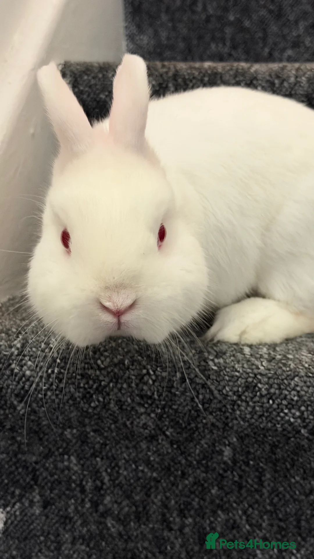 Dwarf Hotot rabbits for sale: Rabbit needs rehoming  - Advert 4