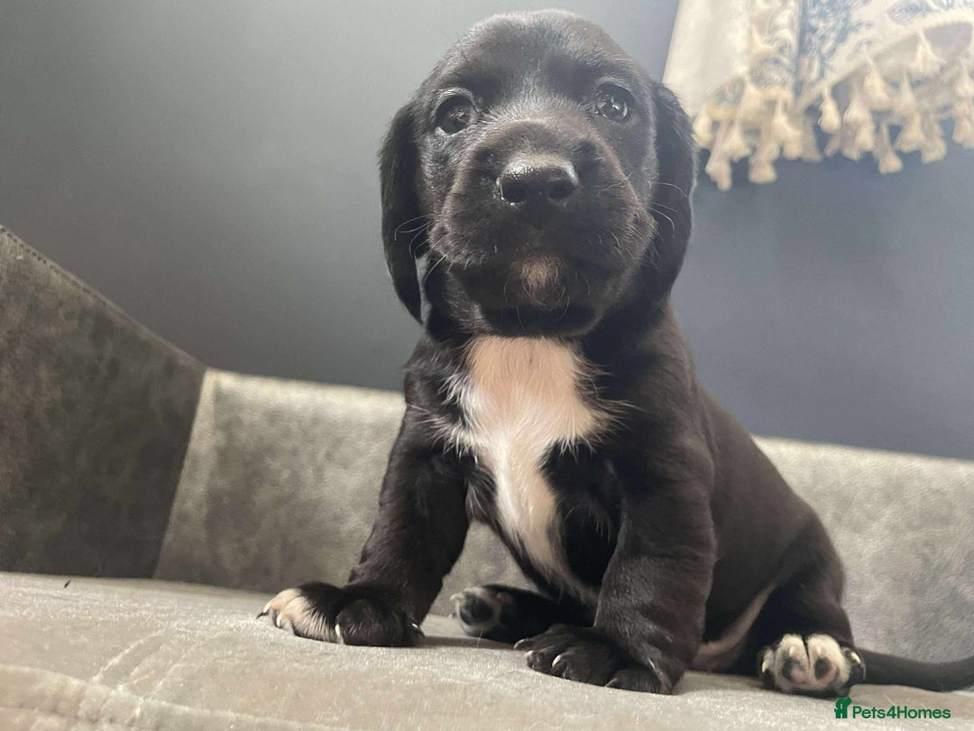 Mixed Breed dogs for sale: Docker puppy’s  - Image 4