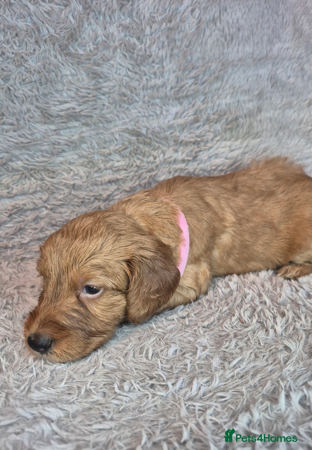 Irish Doodle dogs for sale: Toy Irish Doodle Puppies For Sale  - Image 5