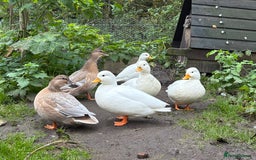 Ducks poultry for sale: 7 Call Ducks  - Advert 1