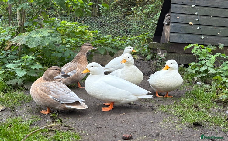 Ducks poultry 7 Call Ducks  - Advert 4