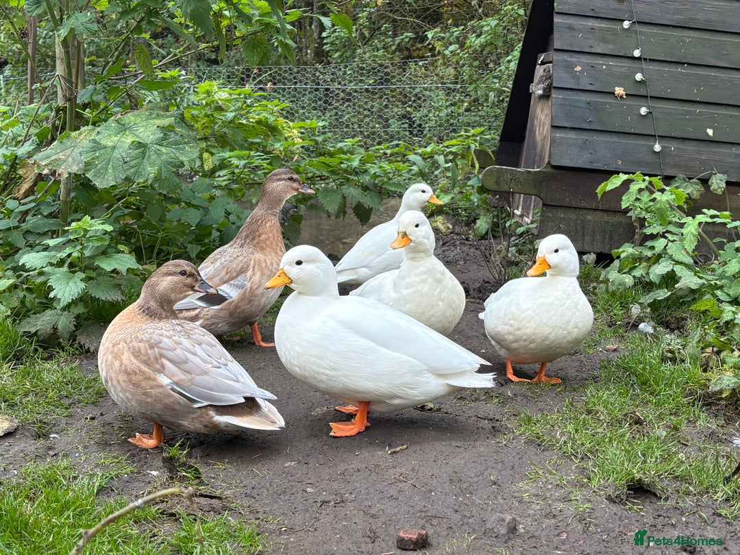 Ducks poultry for sale: 7 Call Ducks  - Advert 1