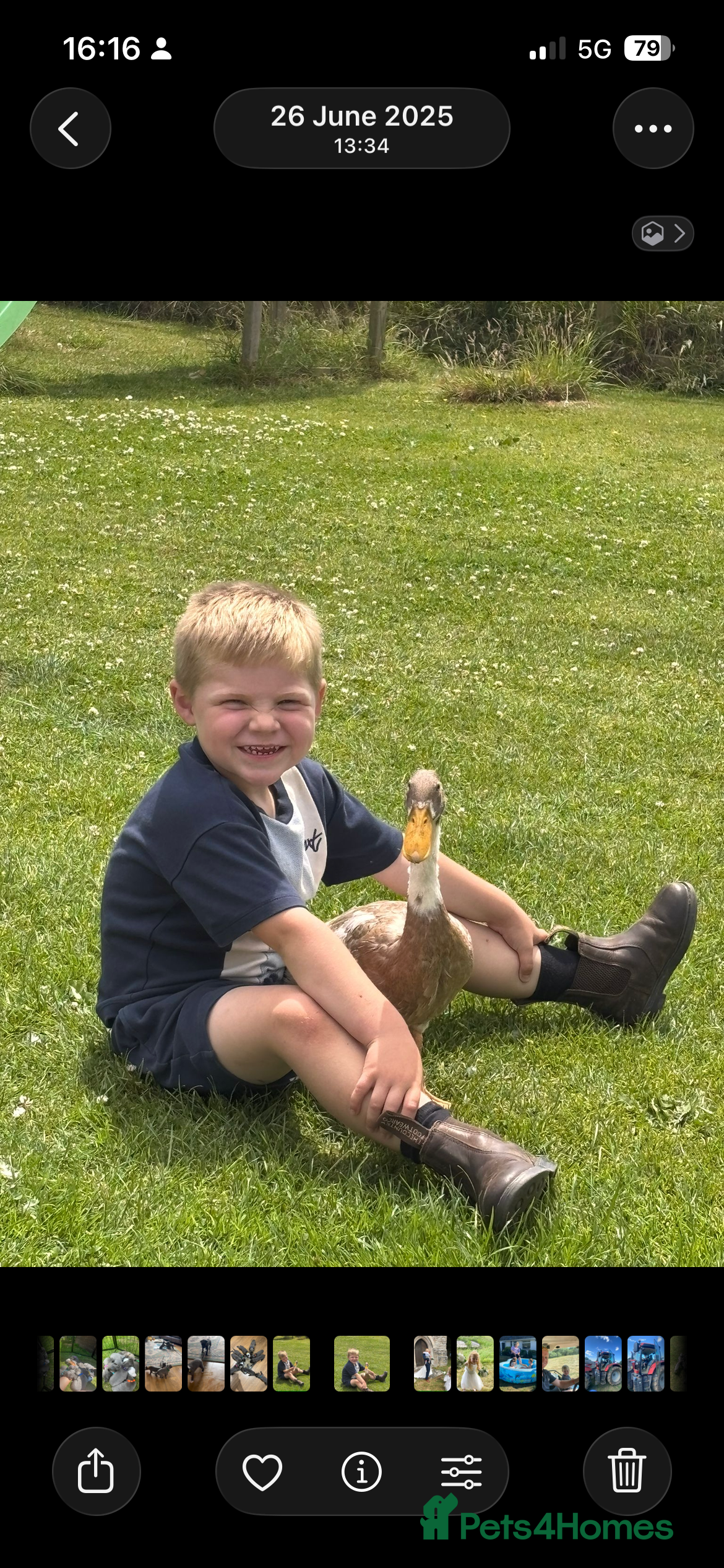 Ducks poultry Indian Runner Ducks  - Advert 1