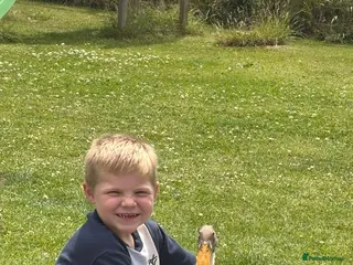 Ducks poultry Indian Runner Ducks - Advert 1