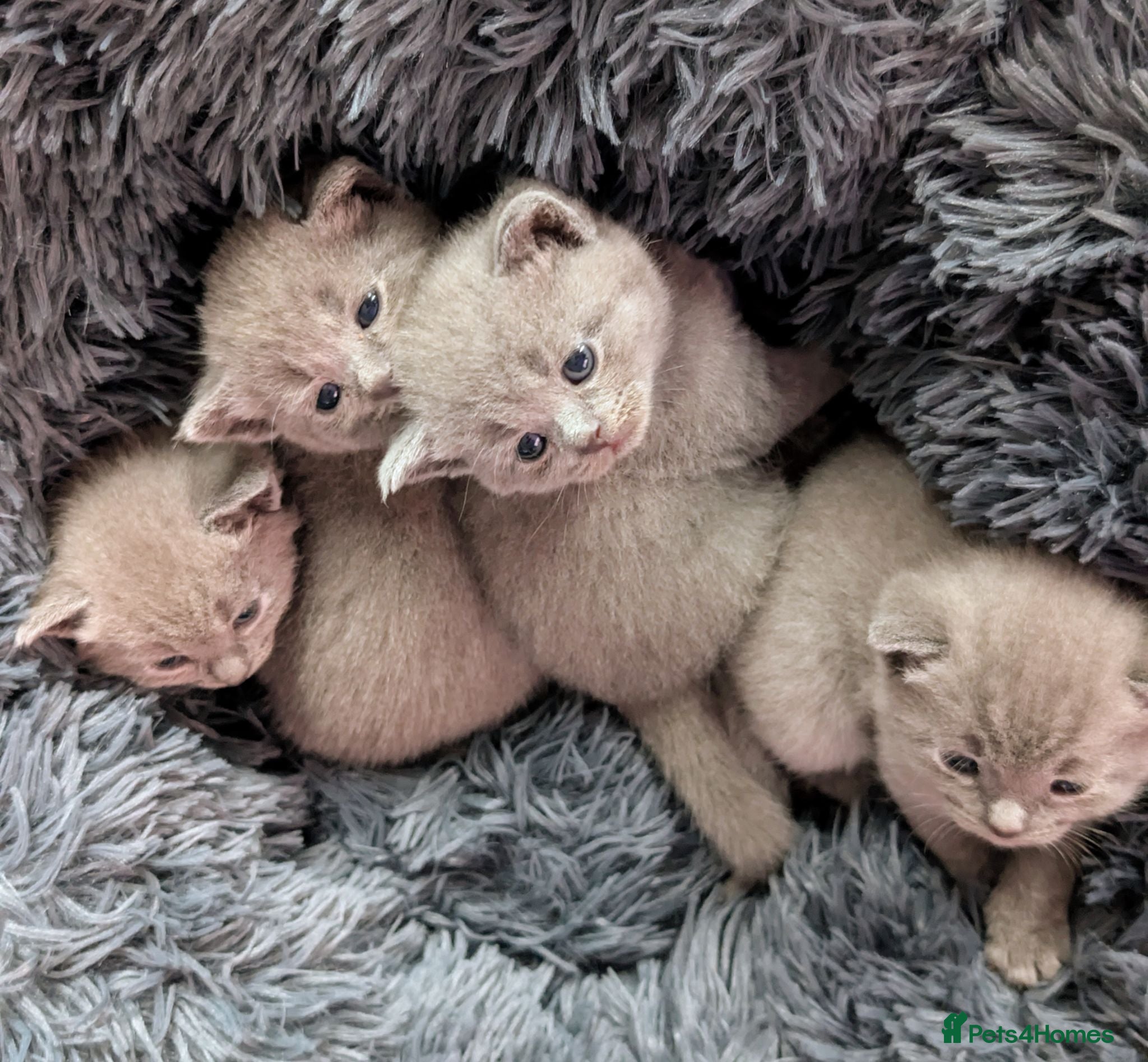 Russian Blue cats British/Russian blue kittens Parents russian blue  - Advert 8