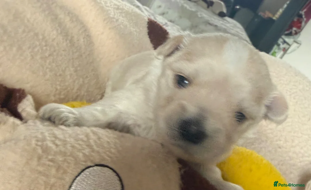 Morkie dogs for sale: Mini Morkies - Advert 10